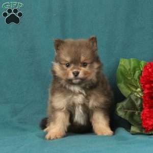 Edison, Pomeranian Puppy